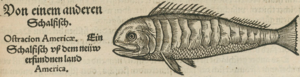 SpezTh Fische.png